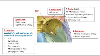 Anatomy Shots Middle cranial fossa [upl. by Siwel102]