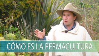 Como es la permacultura  TvAgro por Juan Gonzalo Angel Restrepo [upl. by Adnohsor609]