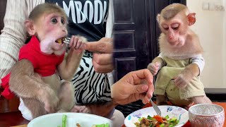 Smart monkey Icy amp Brian are eating breakfast with mom look very delicious  shorts monkey love [upl. by Luemas]