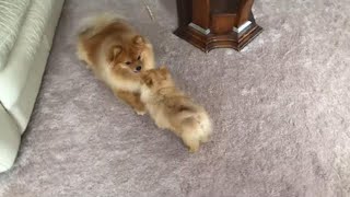 Pomeranian puppies run and bark making cute sounds [upl. by Deth]