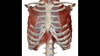 ANATOMIE FMPM VASCULARISATION DU MEMBRE SUPÉRIEUR [upl. by Ecinev]