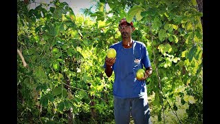 Após excelente inverno agricultor recupera plantio de maracujá em Conceição [upl. by Charis]