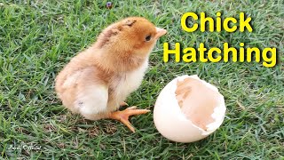 Egg To Chicken  Chicken Hatching From Egg Time lapse Video [upl. by Cerelly]