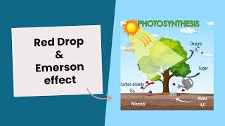 Photosynthesis Red Drop amp Emerson effect  Info Show [upl. by Rabi]