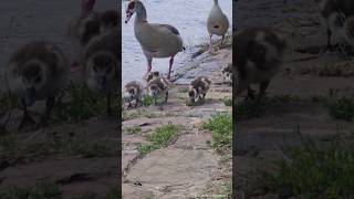 Egyptian goose family  Nilgans Familie in Mannheim birds goose nature waterfowl shorts [upl. by Daitzman336]