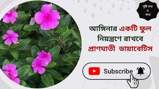 ব্লাড সুগার নিয়ন্ত্রণে নয়নতারা ফুল। Nayantara Flower And Leave  Diabetes control পুষ্টিতথ্যওকথা [upl. by Grier]