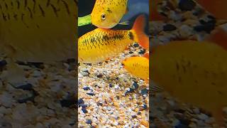 Familia barbodes barbodes semifasciolatuspeixes aquario Goldfish [upl. by Maxfield657]