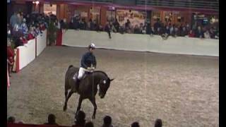 ♥ Qlipper du Banco stallion SF [upl. by Ecnarolf405]