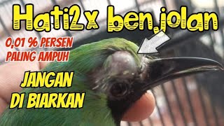 Mengobati benjolan di kepala burung cucak ijo [upl. by Irbua]