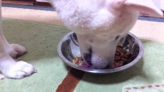 紀州犬の食事風景 The meal of a Kishu dog [upl. by Wakerly295]