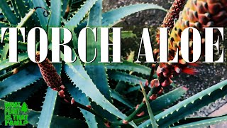 Torch Aloe  Coralred flowers hang tightly on the unbranched inflorescences [upl. by Aisel925]