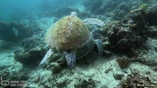 Sea turtles  Sipadan Island Malaysia [upl. by Nwadahs421]