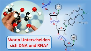 Chiraltität und Naturstoffe Teil 17  Die Nukleinsäuren DNA und RNA [upl. by Niel419]