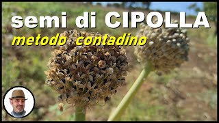 COME FARE I SEMI DI CIPOLLA how to make onion seeds como hacer semillas de cebolla [upl. by Assirod]