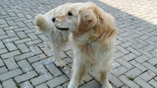 Golden Retriever discovering the magic of bubbles 🫧🐕 [upl. by Lirba]