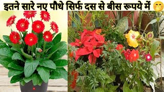 इतने सस्ते पौधे मिल गए सिर्फ 10 से 20 मैं 😀My New Winter Flowering Plants Name With Price Care Tips [upl. by Fayola377]