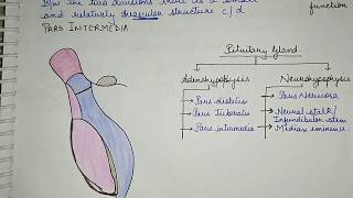 Pituitary Gland  Introduction Lecture1 [upl. by Ingalls]