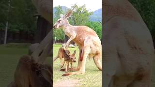 🦘kangaroo and its babies  🦘kangaroo kangaroobaby viralvideo 🦘 [upl. by Enomed266]