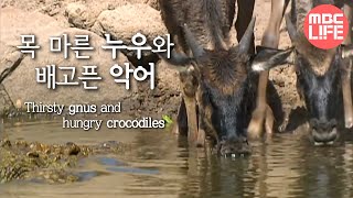 Gnus in the Grumeti River Wildlife in Serengeti EP02 03 그루메티강 누우떼 MBClife [upl. by Lymn858]