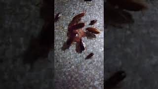 Cockroaches eat meat [upl. by Eniaj]