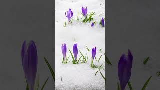 TimeLapse Snow Melting And Spring Saffron Crocus Flower Blooming  blooming flower [upl. by Pietro574]