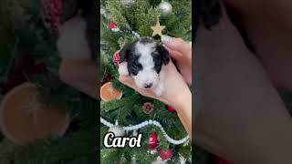 Carol  Female Mini Sheepadoodle puppy minidoodle dogsofyoutube doglover friends [upl. by Ethan594]