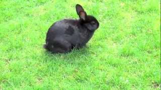 Black Bunny Rabbit Walking Outside [upl. by Millicent]