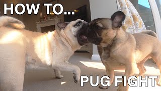 How to PUG FIGHT Cutest Pug fights EVER 🐶💪🏼 [upl. by Toulon]