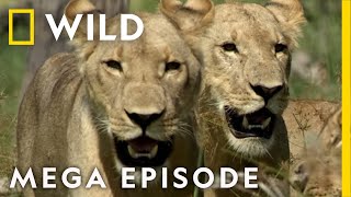 Win or Die Savage Kingdom MEGA EPISODE  Season 1  Nat Geo Wild [upl. by Trahurn]