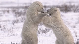 Polar Bears Of The Canadian Arctic SD [upl. by Asyl]