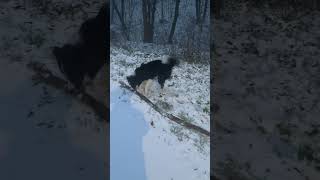 Thats a Big Stick 🐺💪  bordercollie stick dog forest tree [upl. by Anaek]