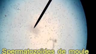 Spermatozoïdes filmés au microscope en cours de SVT [upl. by Slemmer480]