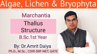 Marchantia  thallus structureBryophyta English amp Hindi By DrAmrit Daiya [upl. by Nida]