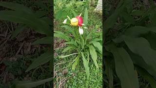 Finding big snail and big eggs snail snails egg [upl. by Qifahs]