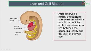 Development of Hepatobiliary system amp pancreas [upl. by Raynor]