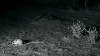 Desert kangaroo rat kicking sand at snake slow motion [upl. by Jonati247]