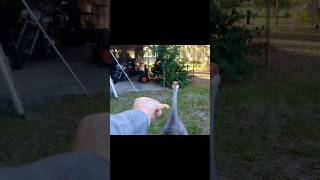 Sandhill Cranes Follow Me  I hand feed them peanuts  one of many exotic animals  see description [upl. by Mikkel]