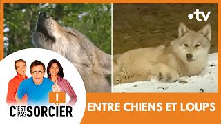 ENTRE CHIENS ET LOUPS  Cest pas sorcier Intégrale [upl. by Larry]