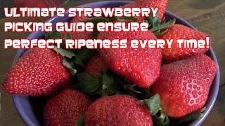 Ultimate Strawberry Picking Guide Ensure Perfect Ripeness Every Time [upl. by Tearle701]