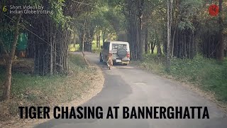 Violent Tiger at Bannerghatta National Park Bangalore [upl. by Shandee721]