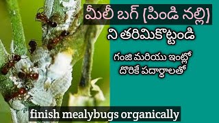 109గంజి ద్రావణం  Mealybugs infestation  Mealybugs organic control  Mealybugs treatment [upl. by Ydnew]