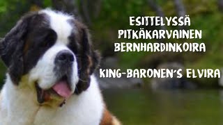 Bernhardinkoira  KingBaronen’s Elvira  Lempeä jättiläinen [upl. by Olram895]