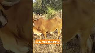 cow cows gir cow gir cow for sale dairy gir cow milk gir cow price gir cow farm videoshorts [upl. by Brendon316]