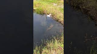 Wow Hook Fishing Video fishing viralfishing hookfishing catfish viralvideoシ [upl. by Alyosha]