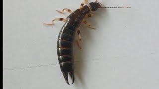 Earwigs कनखजूरा  unique insects  Educational [upl. by Waldemar355]