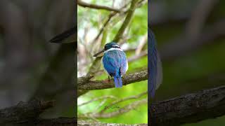 Collared Kingfisher 白领翡翠  Pasir Ris Park birds sonysingapore nature [upl. by Chouest]