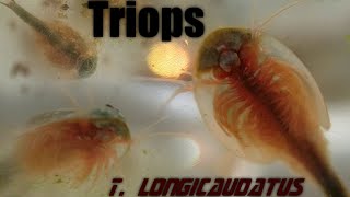 Triops Birth Life and Death  Hatching T longicaudatus [upl. by Iffar]