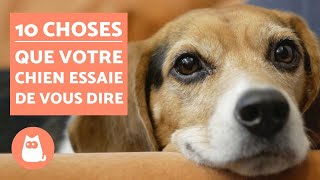 10 choses que votre chien essaie de vous dire [upl. by Curley903]