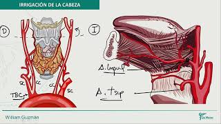 Anatomía  Irrigación de la cabeza [upl. by Silloc698]