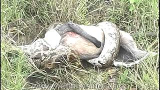 Wild act of python Python molurus swallows a monkey whole [upl. by Plank424]